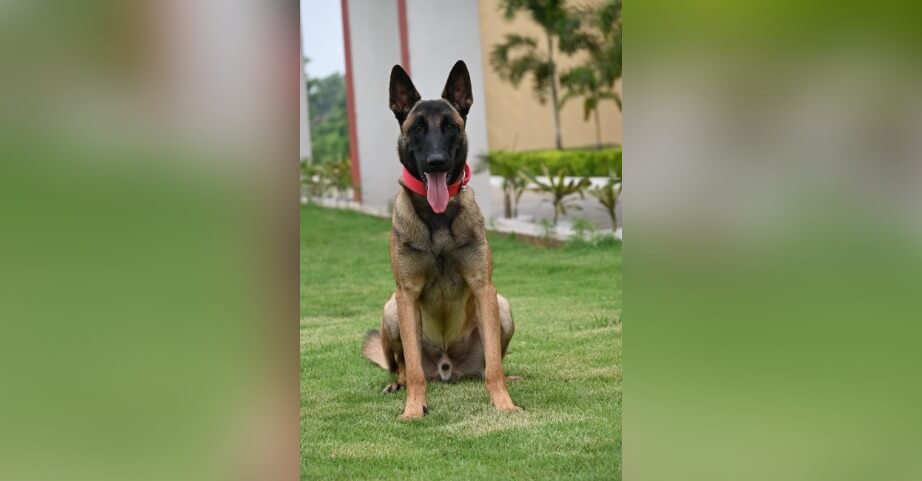 Dog martyred IANS 2 (1)