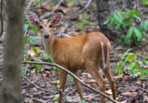 Barking Deer