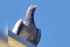 pigeon