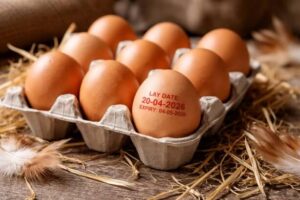 Eggs ChatGPT Image Mar 17, 2026, 11_42_04 AM (1)