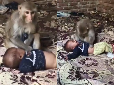 MUZAFFARPUR MONKEY WITH NEW BORN (1)