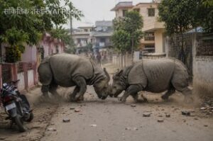 Rhinos Clash