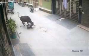 cow attacks boy in Delhi (1)