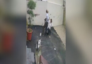 pitbull attack patiala (1)