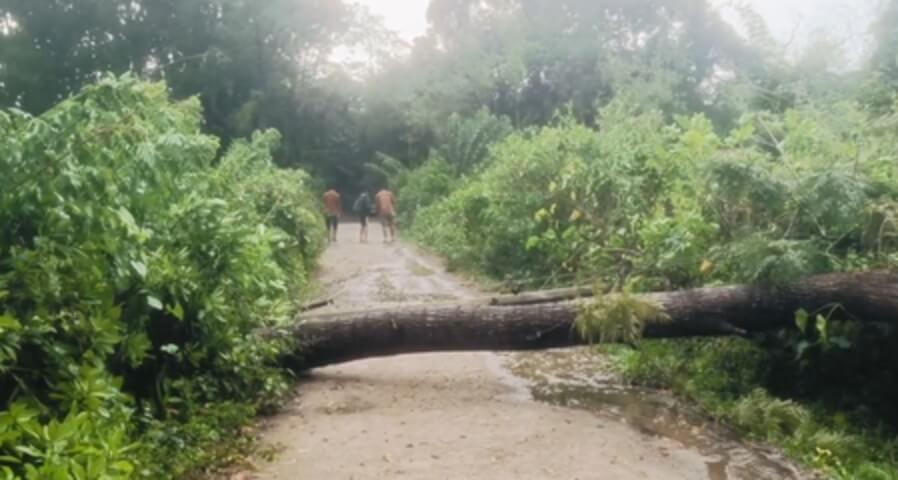 Rains tree falls IANS (1) (1)