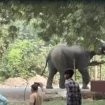 elephant went bersek in Varanasi IANS Oct 18 (1) (1)
