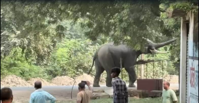 elephant went bersek in Varanasi IANS Oct 18 (1) (1)